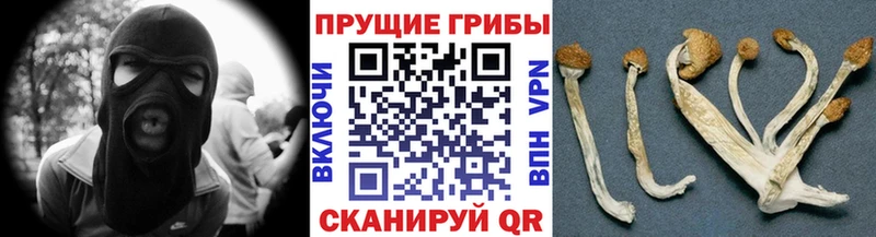 Галлюциногенные грибы Cubensis  закладки  Ростов-на-Дону 